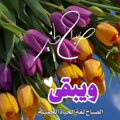 محمود محمد