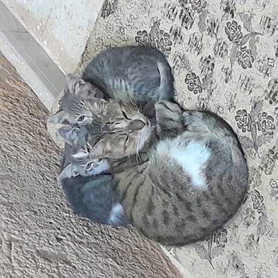 ادهم النابلسي