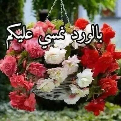 Gogo Zaid