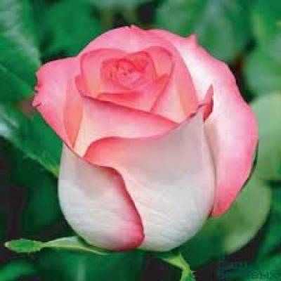 Sherif Mohammed
