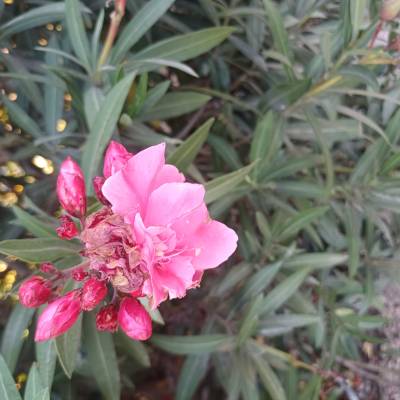 ميساء ميساء