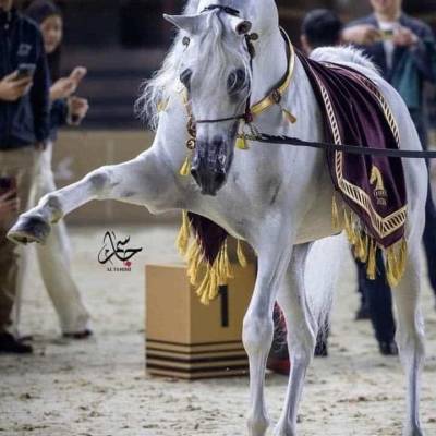 امين ابومحمد