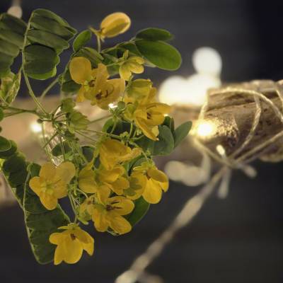 سليمان سليمان