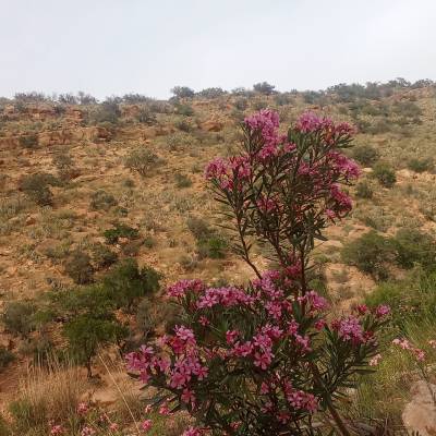 حنان حمدوني