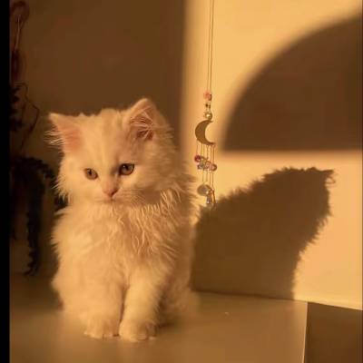 شهد مارديني